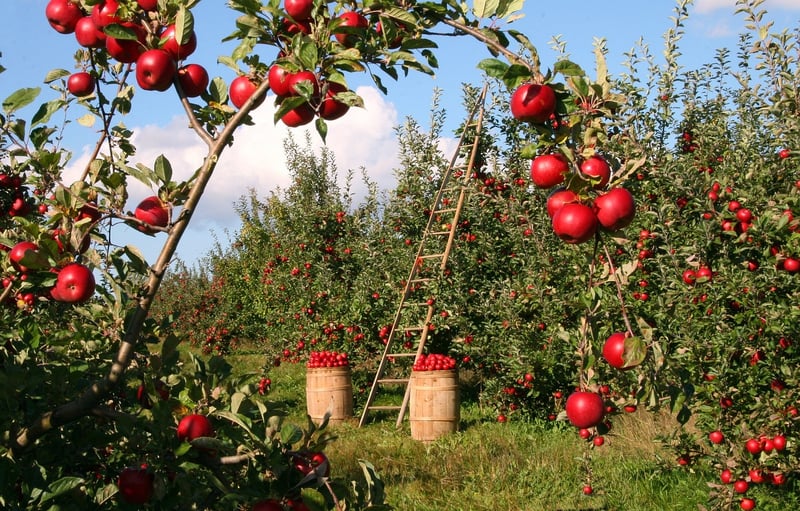Farm-Fresh Produce